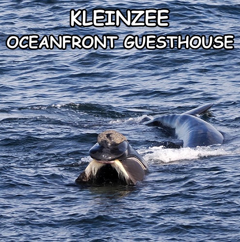 Wal vor der Haustür