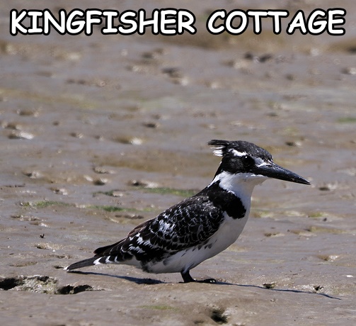 Pied Kingfisher