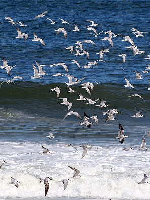 Vögel am Meer