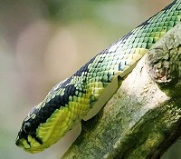 Sri-Lanka-Grubenotter