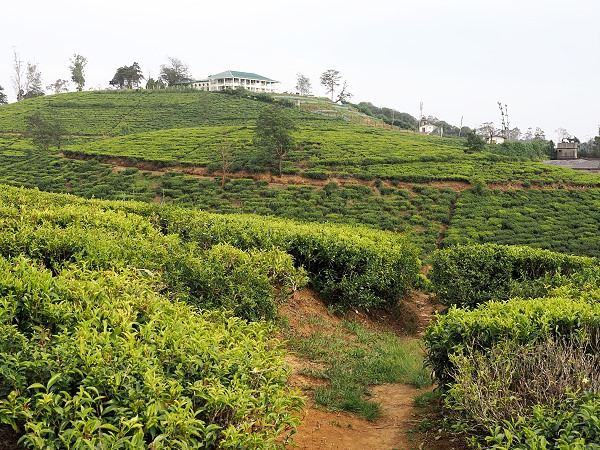 Teeplantage