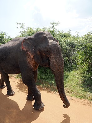 Elefant