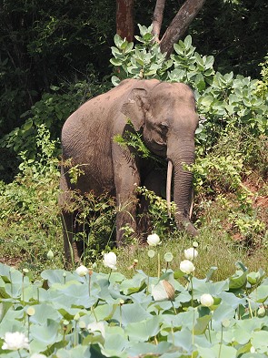 Tusker