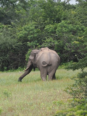 Elefant
