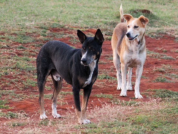 Hunde