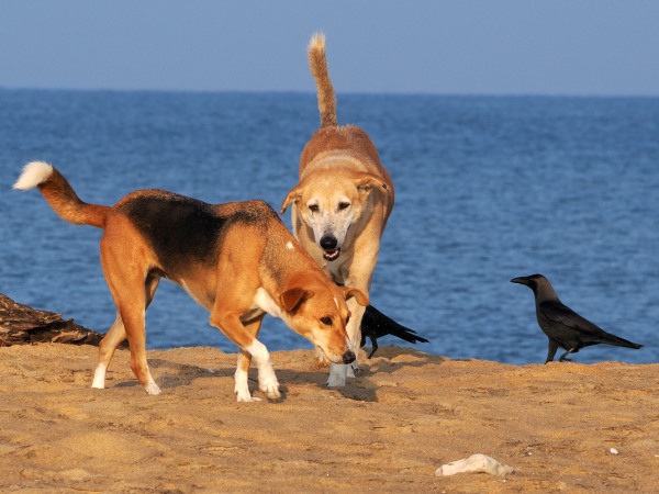 Am Strand