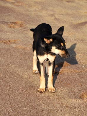 Hund