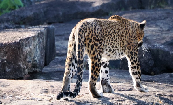 Leopard