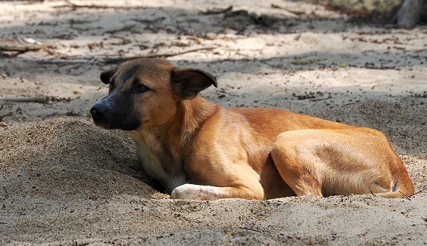 Sandkuhle