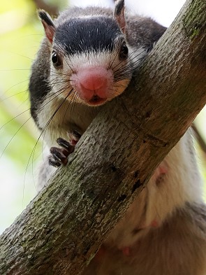 Riesenhörnchen