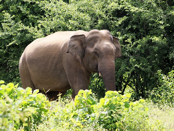 Elefant