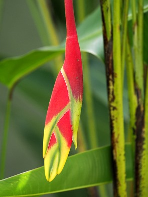 Blüte