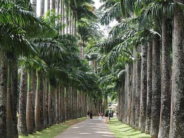 Palmenallee Kandy