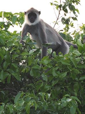 Langur