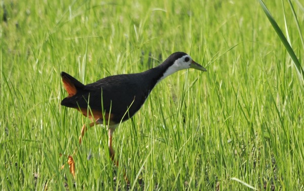 Weißbrust-Kielralle