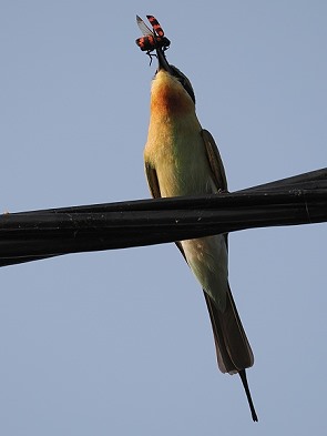 Bienenfresser mit Beute