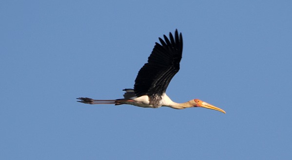 Fliegender Storch