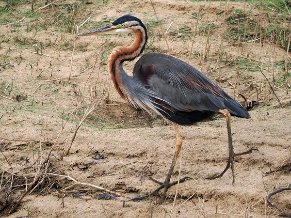 Purple Heron