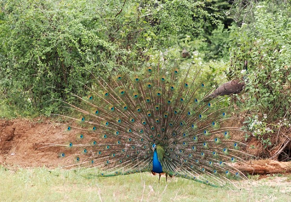 Pfau