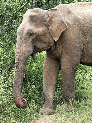 Elefant