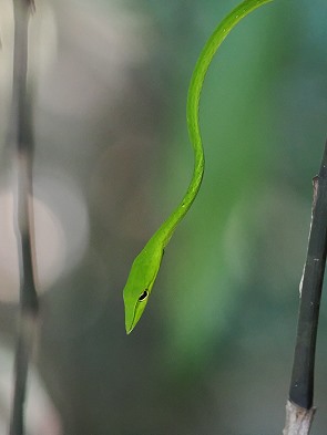 Vine Snake