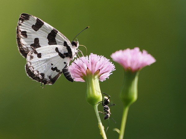 Schmetterling