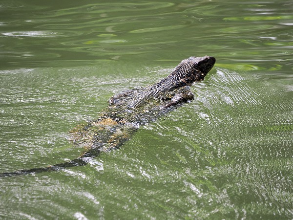 Schwimmender Waran