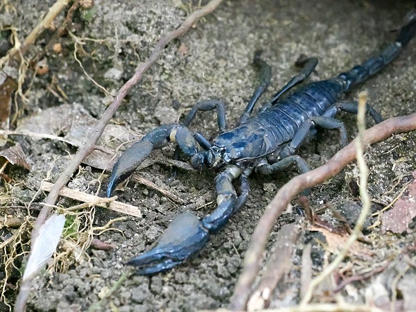 Blauer Riesenslorpion
