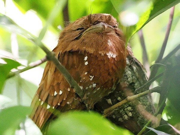 Frogmouth