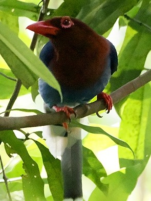 Blue Magpie