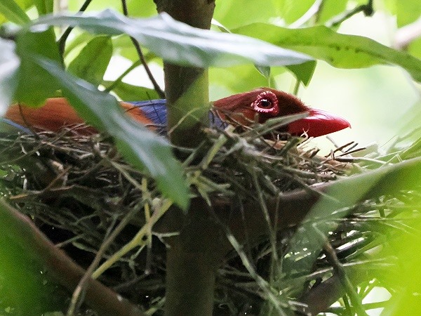 Auf dem Nest