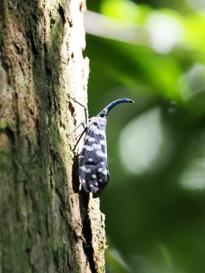 Laternenträger-Zikade