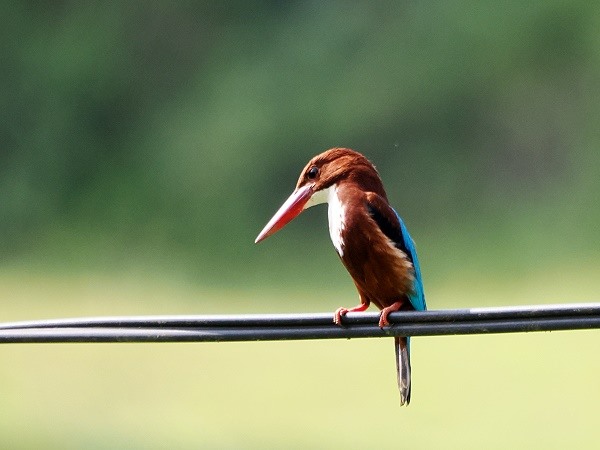 Kingfisher