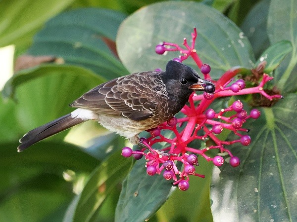 Bulbul