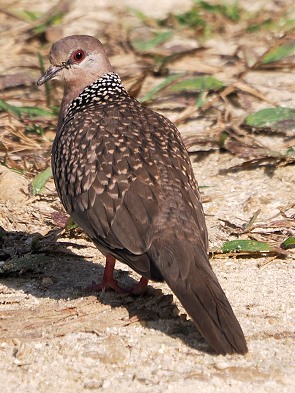 Spotted Dove