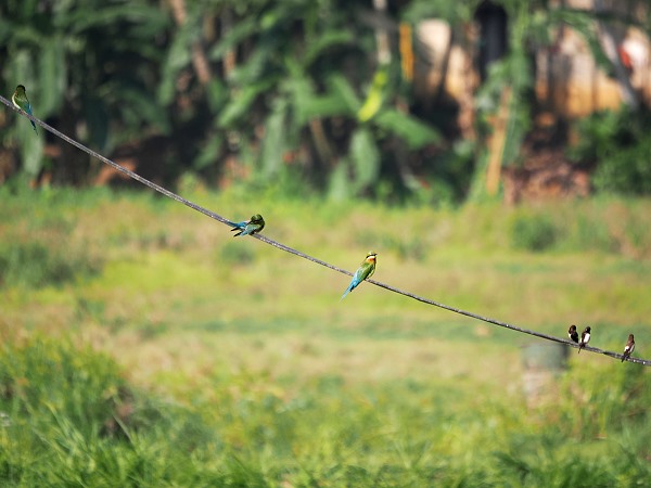Bird on Wire