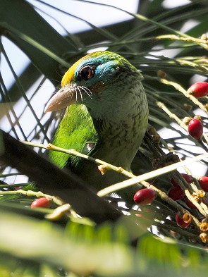 Barbet