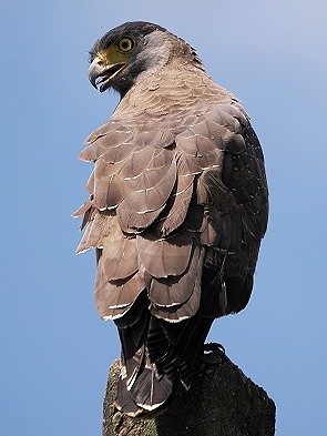 Haubenschlangenadler