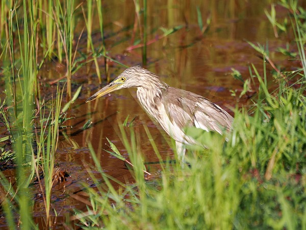 Pond Heron