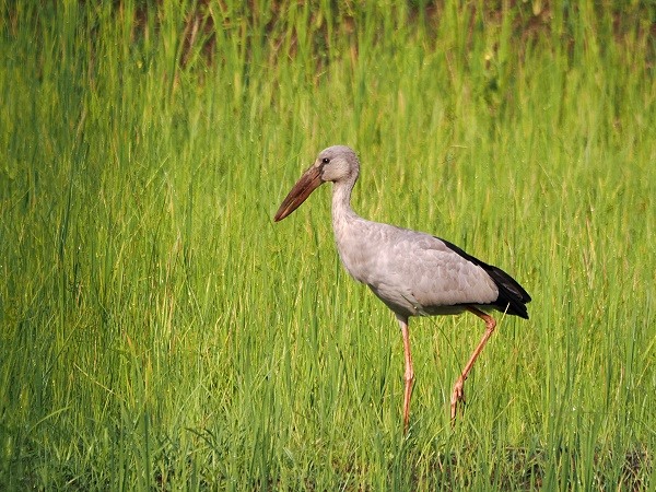 KLaffschnabel Storch