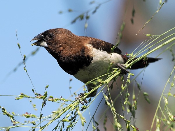 Kleiner Körnerfresser