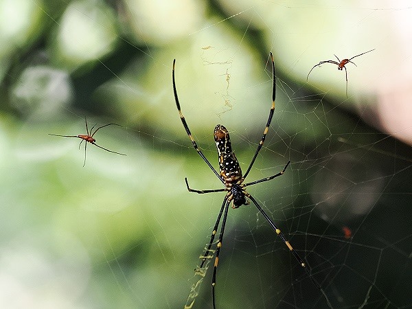Spinne mit Männchen