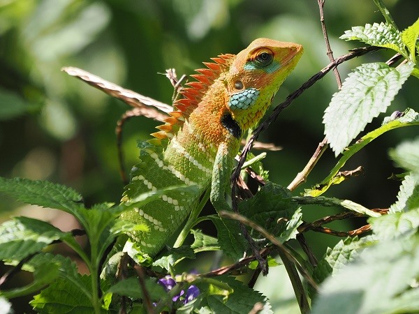 Gartenagame in Balzstimmung